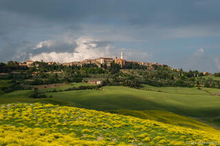 Fields of Mustard Below Pienza