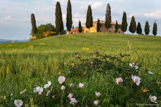 Roses and House in Tuscany