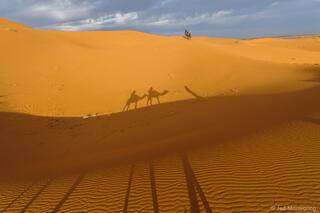 Camel Ride Shadows