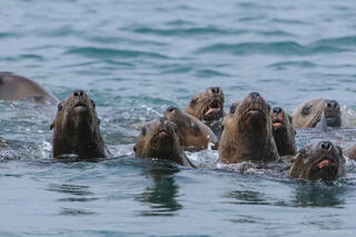 Curious Sea Lions