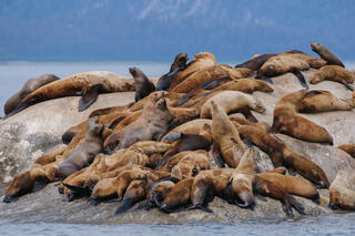 Marble Island Sae Lions