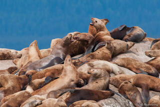 Sea Lions Negotiating