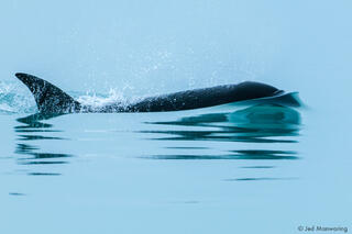 Orca with Bow Wake