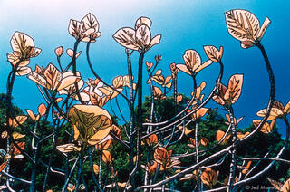 Reaching Plant