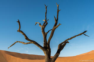 Dead Tree in Sossuvlei