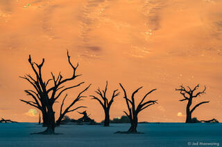 Dead Trees in Deadvlei #1