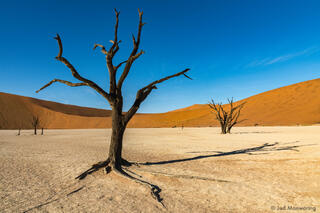 Dead Trees in Deadvlei #2