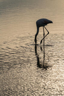 Flamingo at Sunset