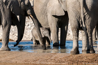 Baby Elephant and Family