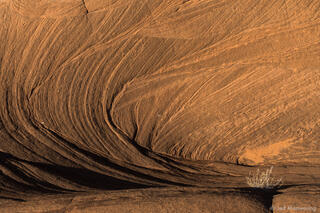 Sandstone Patterns and Bush