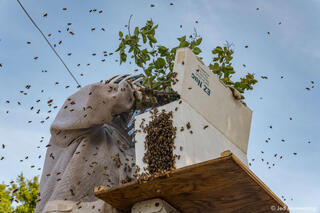 Checking Bee Box