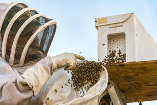 Collecting Bees