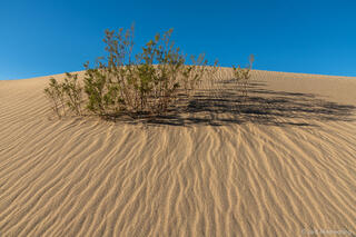 Dune and Emerging Bush