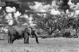 Elephant in Botswana