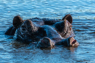 Hippo Watching