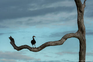 Ibis On Branch