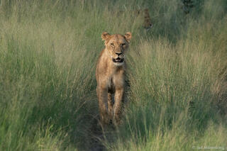 Lion Approaching in Grass