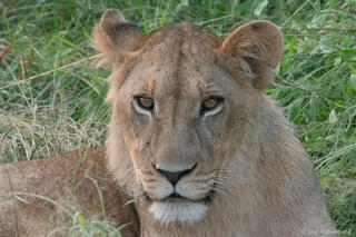 Lion Portrait