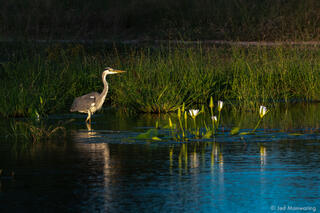 Grey Heron in Pond
