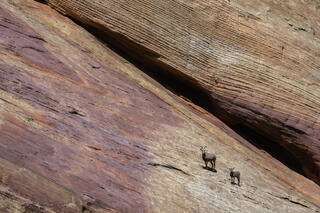 Two Big Horn sheep on Slope