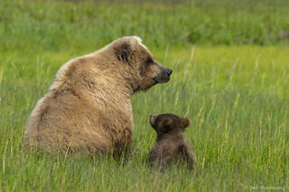 Grizzley and Cub in Sedge