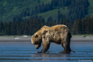 Grizzly Clamming on Mudflat