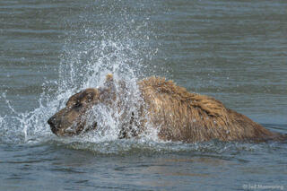 Grizzley Shaking Off Water
