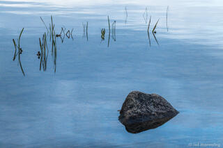Rock and Reeds