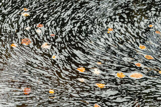 Foam and Leaves