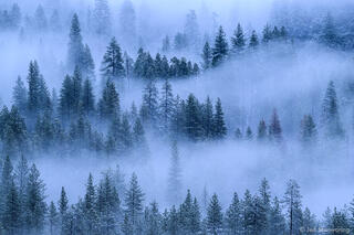 Fog In Forest