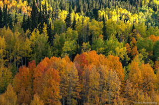 Layers of Fall Colors