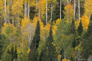 Green and Yellow Forest