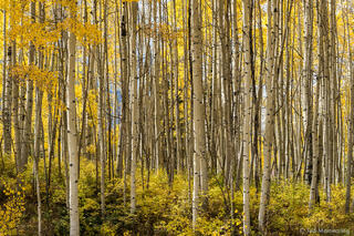 Aspens