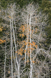 White Trunk and Fall Leaves