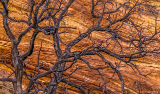 Dead Tree and Sandstone