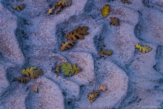 Oak Leaves in Riverbed