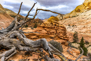 Dead tree In Zion