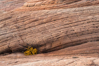 Sandstone Layers and Orange Bush