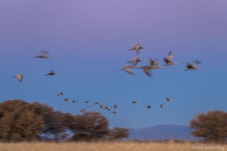 Sandhill Cranes in Motion