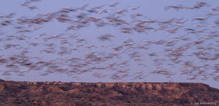The Movement of Birds