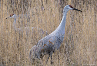 Sandhill Cranes in Grasses