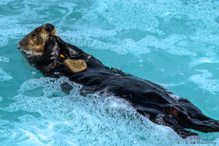Sea Otter Lunch