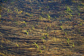River Plants Abstract