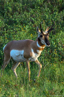 Pronghorn Walking