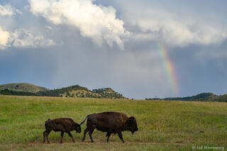 Bison and Rainbow