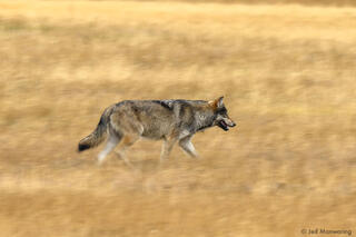 Wolf Running