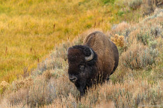 Bison In Sage