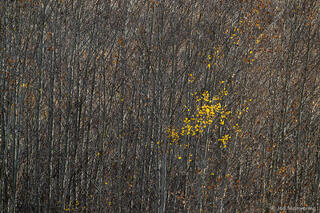 Last Leaves of Fall