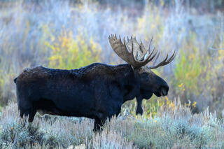 Moose Posing in Sagebrush