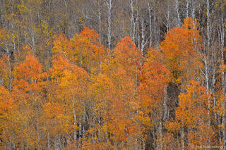 Orange Aspens